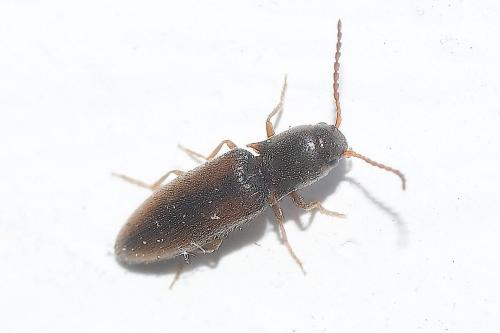 Agriotes sp.